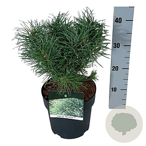 Pinus sylv. Blue Pearl 20-25 cm