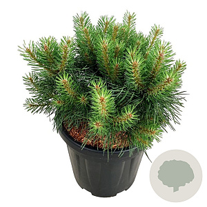 Pinus sylv. Blue Pearl 30-40 cm 15L