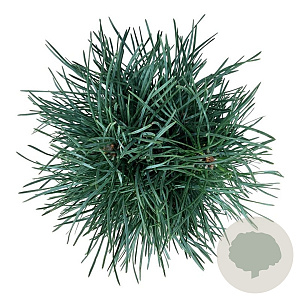 Pinus sylv. 'Fastigiata' 30-40 cm 4,5L