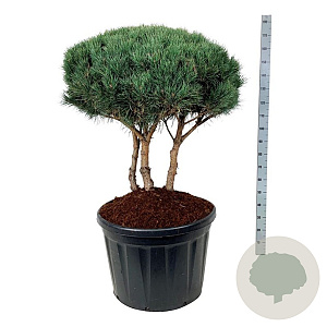 Pinus sylv. 'Watereri' 80-100 cm cont. 180L scherm