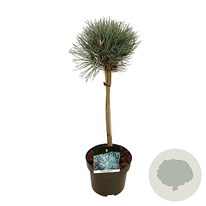 Pinus sylv. 'Watereri' 40 cm stam 5,0L