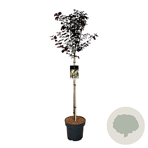 Prunus cer. 'Nigra' 90 cm stam 15L