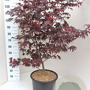 Acer pal. 'Atropurpureum' 100-125 cm 20L