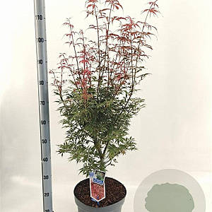 Acer pal. 'Jerre Schwartz' 70-80 cm 10L