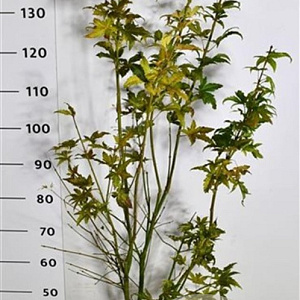 Acer pal. 'Orange Dream' 125-150 cm 15L