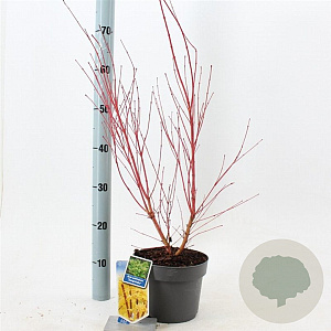 Acer pal. 'Sangokaku' 50-60 cm 3,0L