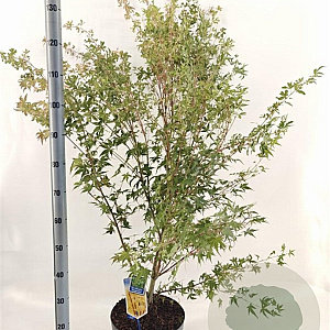 Acer pal. 'Sangokaku' 60-80 cm 10L