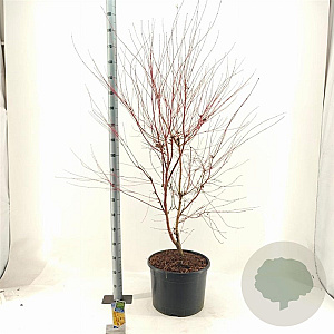 Acer pal. 'Sangokaku' 100-125 cm 35L