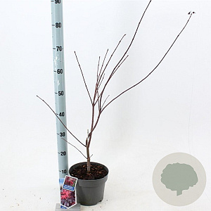 Acer pal. 'Skeeter's Broom' 40-50 cm 3,0L