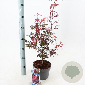 Acer pal. 'Skeeter's Broom' 40-50 cm 3,0L
