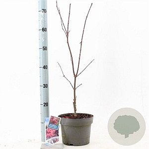 Acer pal. 'Skeeter's Broom' 40-50 cm 3,0L