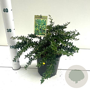 Berberis frikartii 'Telstar' 25-30 cm 2,0L
