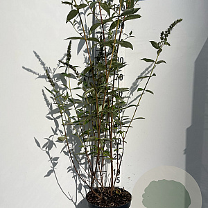 Buddleja d. 'Empire Blue' 80-100 cm 7,5L