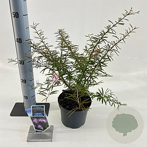 Calliandra surina. 'Dixie Pink' 25-30 cm 2,0L