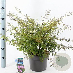 Calliandra surina. 'Dixie Pink' 35-40 cm 5,0L