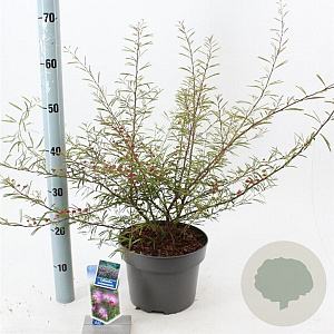 Calliandra surina. 'Dixie Pink' 35-40 cm 5,0L