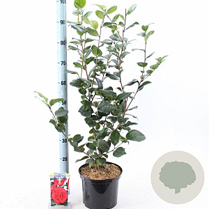 Camellia j. 'Lady Campbell' 35-40 cm 5,0L