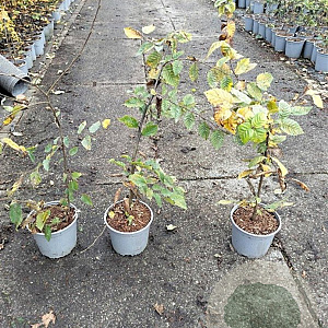 Carpinus betulus 60-80 cm 2,0L