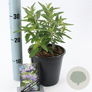 Caryopteris cland. Blue Empire 30-40 cm 2,0L