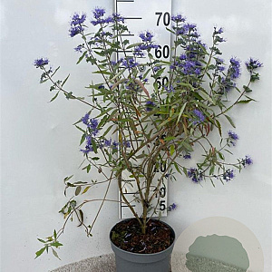 Caryopteris cland. 'Heavenly Blue' 40-60 cm 5,0L