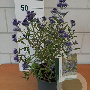 Caryopteris cland. 'Heavenly Blue' GM C3