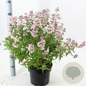 Caryopteris cland. Stephi 40-50 cm 5,0L