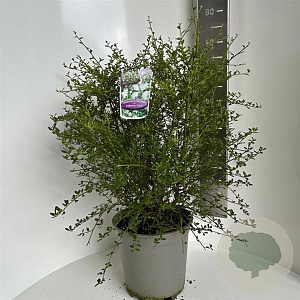 Ceanothus thyr. 'Millerton Point' 60-70 cm P27