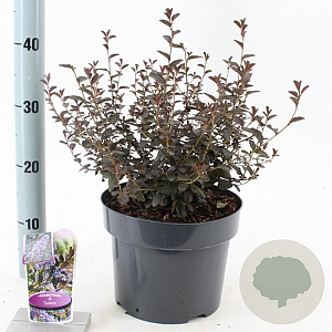 Ceanothus 'Tuxedo' 30-40 cm 5,0L