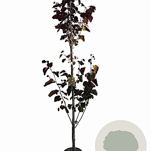 Cercis can. 'Merlot' 175-200 cm 10L geveerd