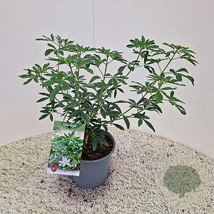 Choisya Green Fingers 25-30 cm 2,0L