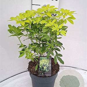 Choisya t. Sundance 30-40 cm 5,0L