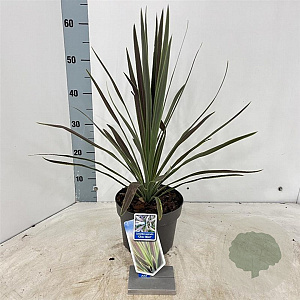 Cordyline aus. 'Chocolate Mint' 30-40 cm 3,0L