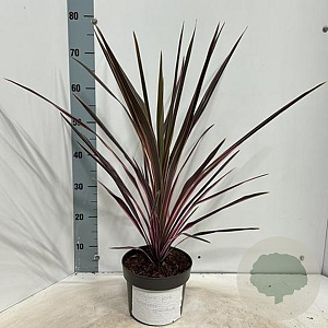 Cordyline aus. 'Southern Splendour' 30-40 cm 3,0L
