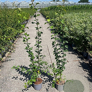 Crataegus monogyna 80-100 cm 2,0L