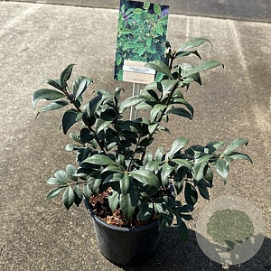 Euonymus alat. 'Compactus' 25-30 cm 2,0L