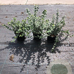 Euonymus fort. 'Emerald Gaiety' 15-20 cm C1.3