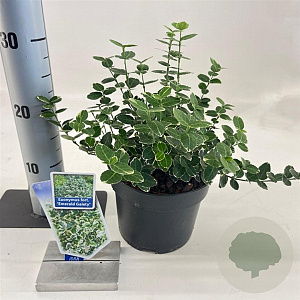 Euonymus fort. 'Emerald Gaiety' 20-25 cm 2,0L