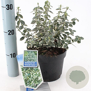 Euonymus fort. 'Emerald Gaiety' 20-25 cm 2,0L