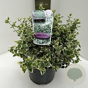 Euonymus fort. 'Emerald Gaiety' 40-50 cm 5,0L