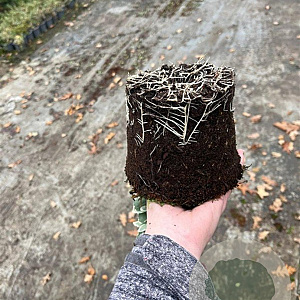 Euonymus fort. 'Emerald Gaiety' plantgoed C1.3