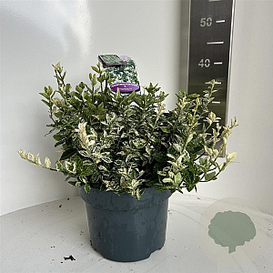 Euonymus fort. 'Harlequin' 30-35 cm 5,0L