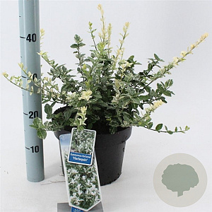 Euonymus fort. 'Harlequin' 30-40 cm 5,0L