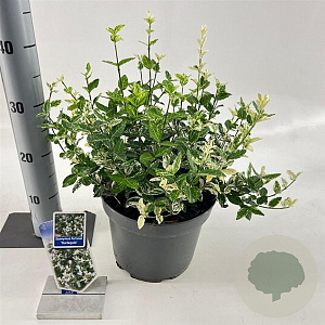 Euonymus fort. 'Harlequin' 30-40 cm 5,0L