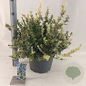 Euonymus fort. 'Harlequin' 40-45 cm 10L