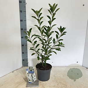 Exochorda racem. Blushing Pearl 25-30 cm 2,0L