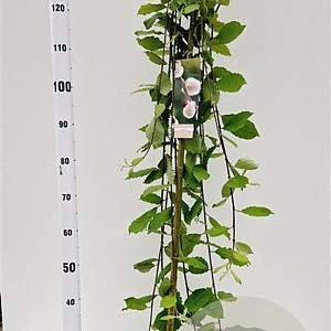 Salix caprea 'Kilmarnock' 120 cm stam 5,0L