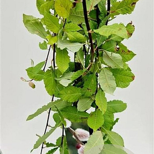 Salix caprea 'Kilmarnock' 120 cm stam 5,0L