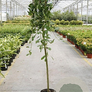 Salix caprea 'Kilmarnock' 120 cm stam 5,0L