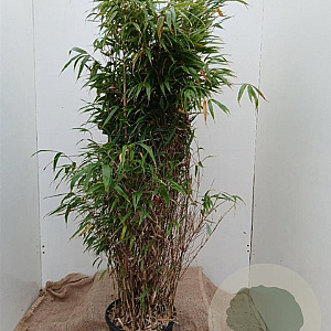 Fargesia 'Obelisk' 125-150 cm 12L