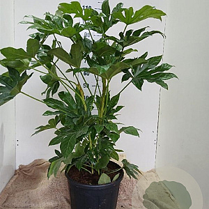 Fatsia japonica 100-125 cm 20L najaarspotting